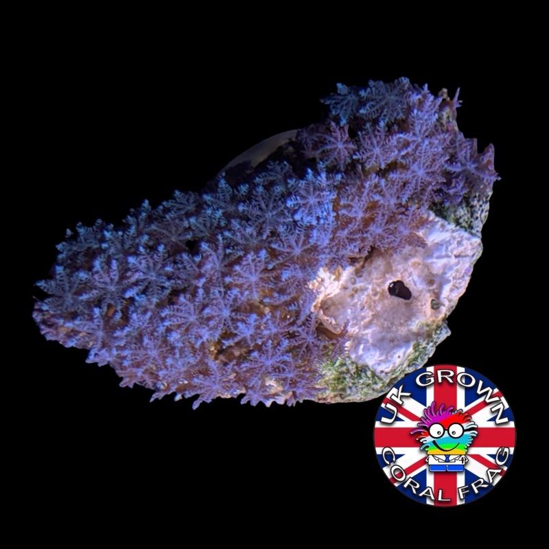 Rare Blue Star Polyps (UK Grown)