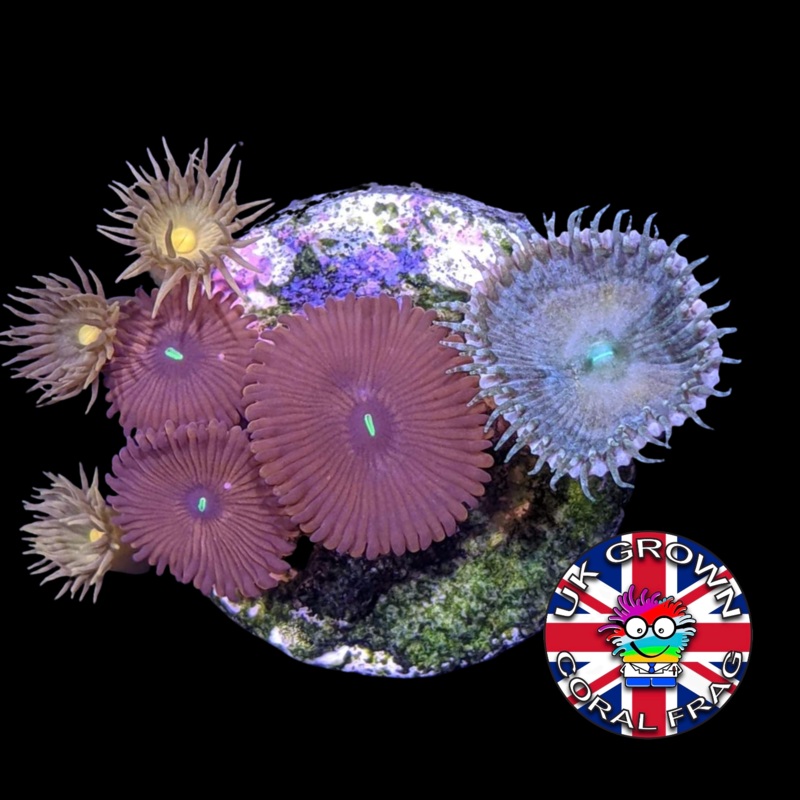 Red People Eater Mix Zoa Frag