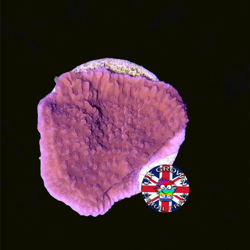 Red plating Montipora (UK Grown)