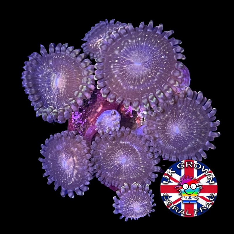 Reverse Space Monster Zoa Frag (UK Grown)
