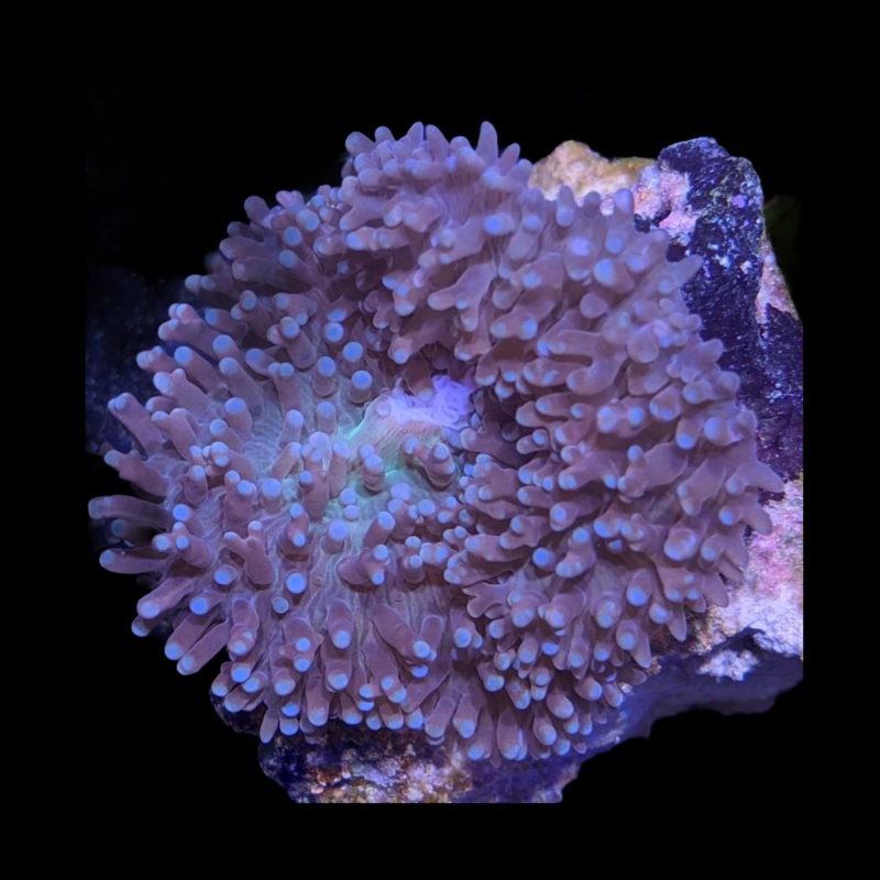 Rhodactis Hairy Mushroom