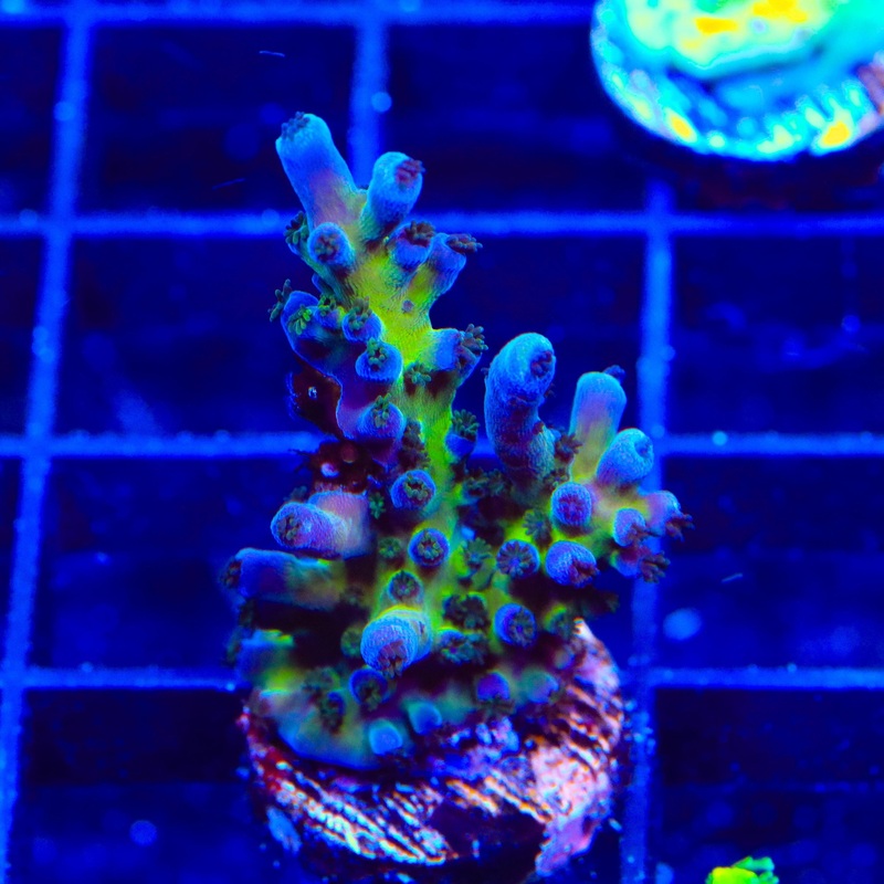 RR Aussie Gold Acropora Coral