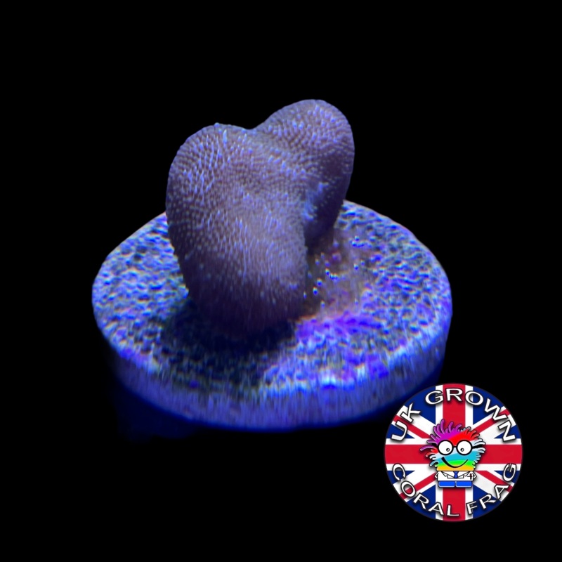 Sarcophyton (UK Grown)