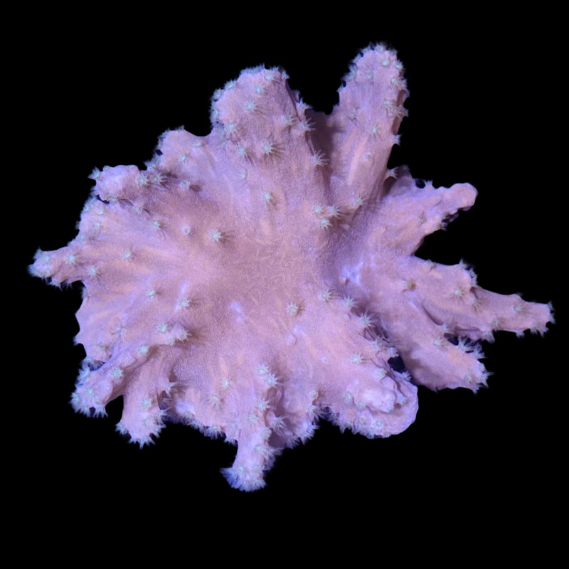 Sinularia Mini Colony
