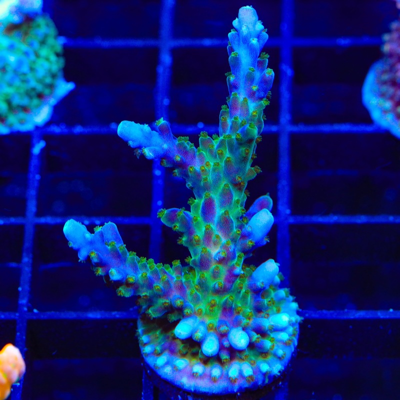 Tricolor Valida Acropora Coral