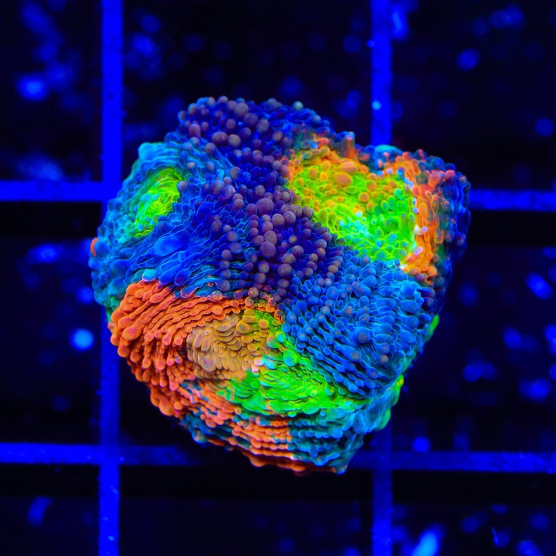 TSA Color Splash Echinata Coral