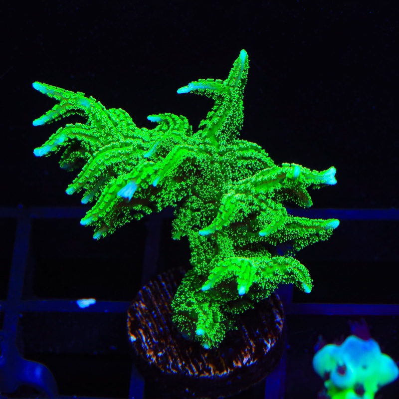 TSA Jade Dragon Birdsnest Colony Coral