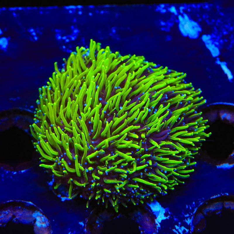 TSA Seaside Galaxea Coral