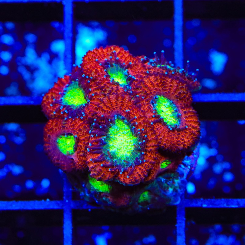 Ultra Acan Coral