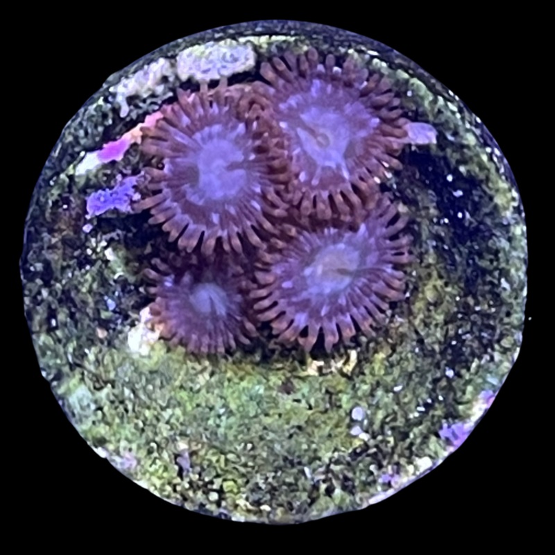 Witches Cauldron Zoa Frag
