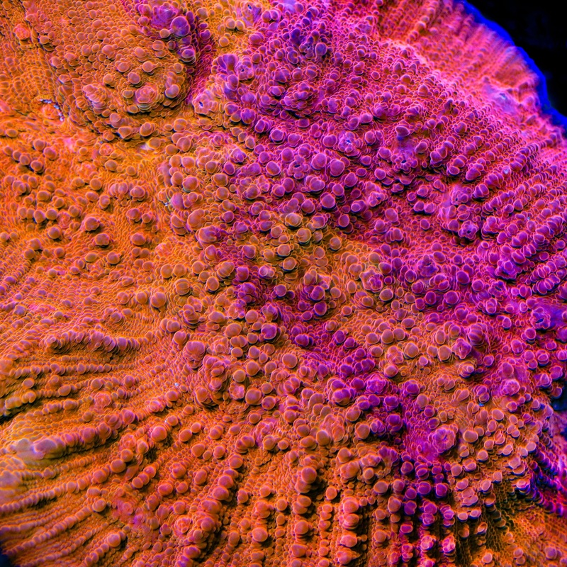 WWC Fireball Grafted Chalice Coral