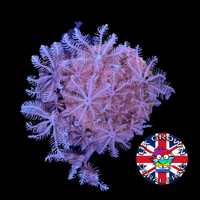 Xenia Umbellata (UK Grown)
