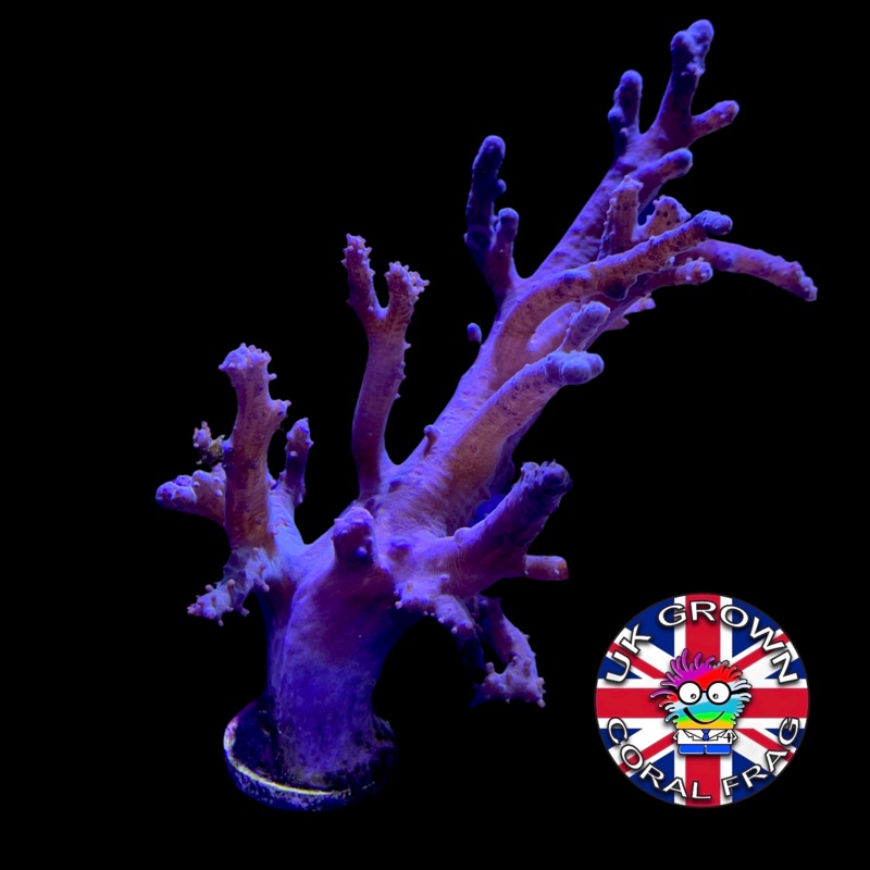 XL Sinularia (UK Grown)