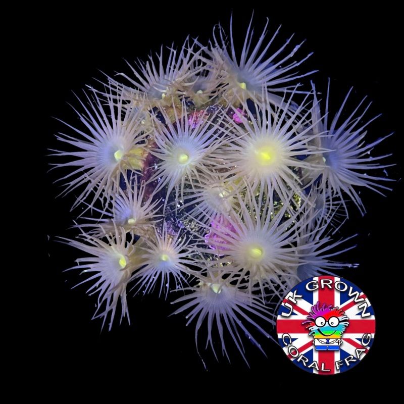 Yellow polyp Zoa Frag (UK Grown)