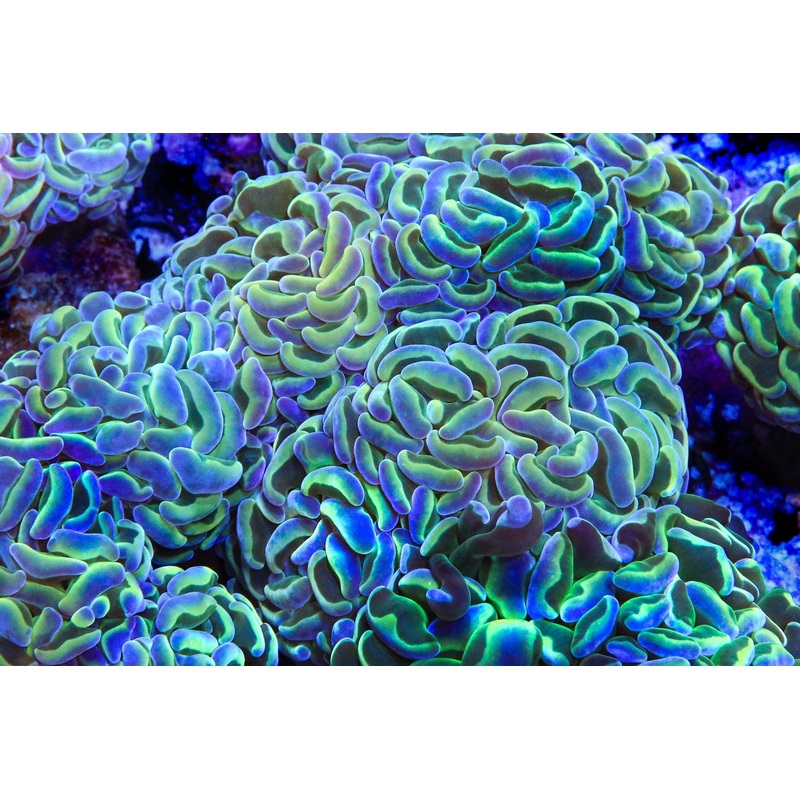 TSA Hologram Hammer Coral