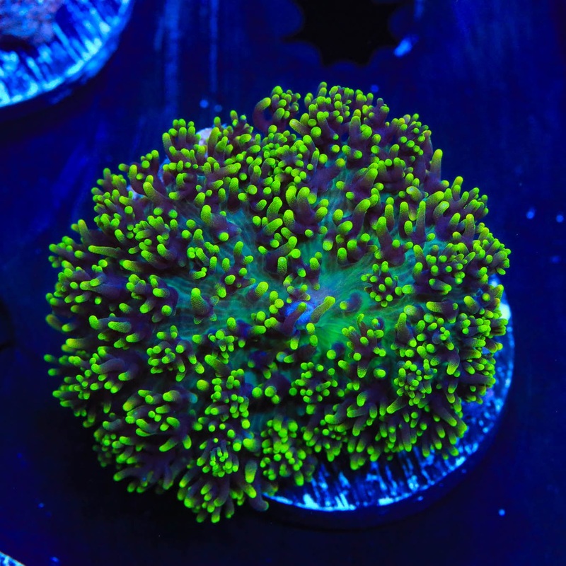 Green Fuzzy Mushroom Coral