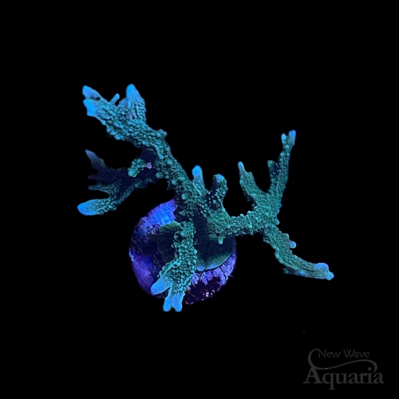 Green Montipora Hirsuta