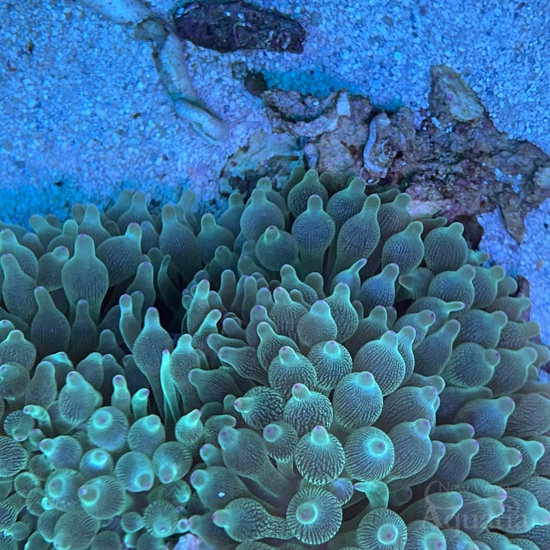 Green Speckled Anenome