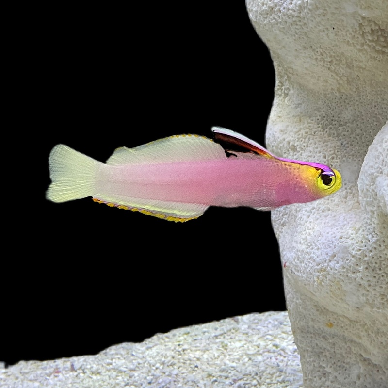 Helfrichi Firefish
