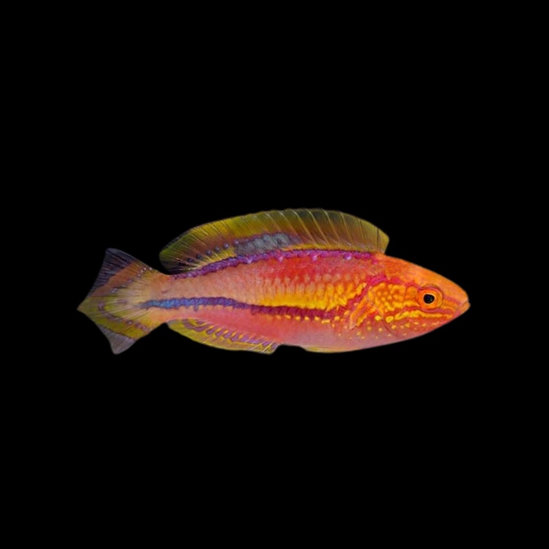 Pintail Wrasse
