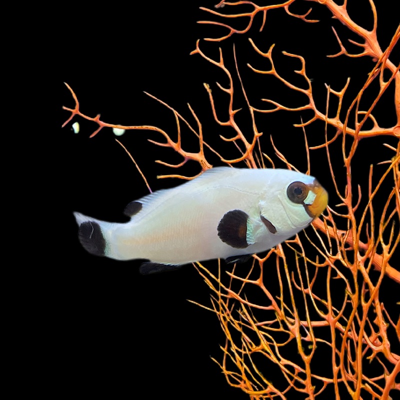 Wyoming White Clownfish