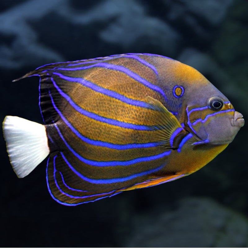 Annularis Angelfish