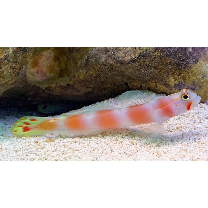 Aurora Suntail Goby