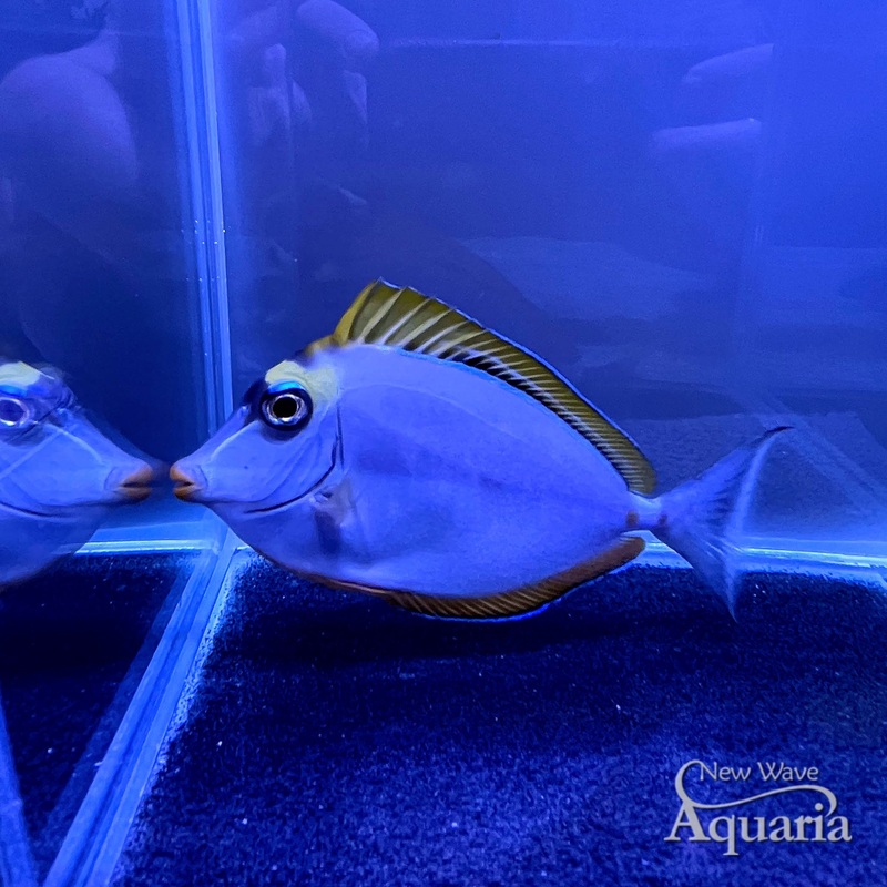 Blonde Naso Tang