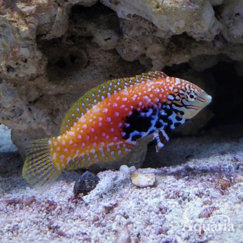 Blue Star Leopard Wrasse