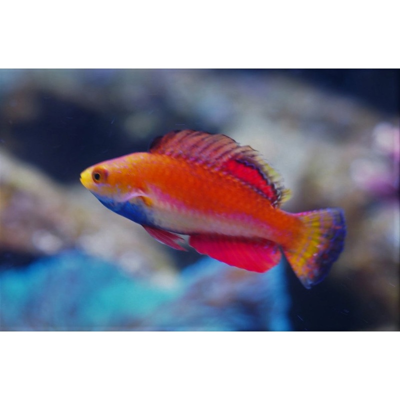 Blue Throat Fairy Wrasse