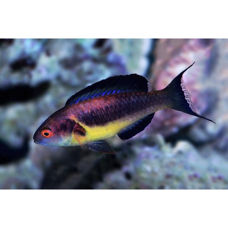 Brunneus Wrasse