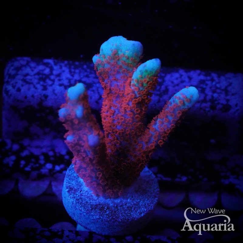 Bubblegum Digitata Montipora