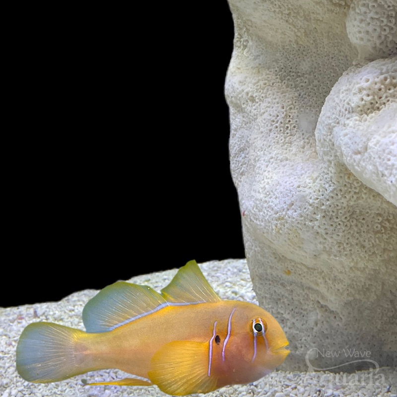 Clown Citron Goby