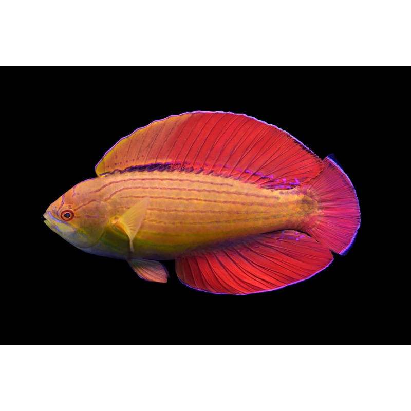 Eightline Flasher Wrasse