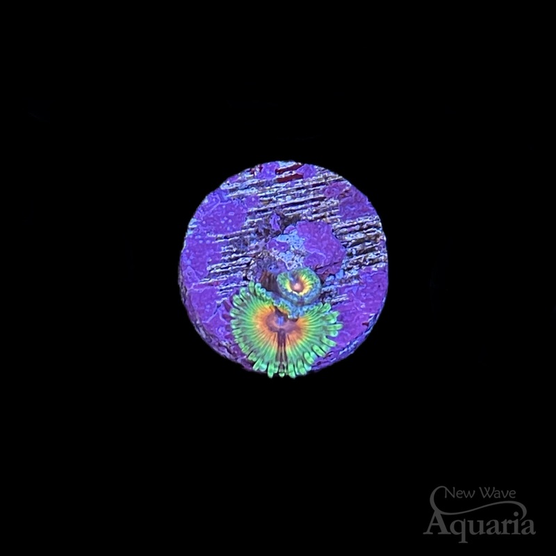 J.F. BloodShot Zoa