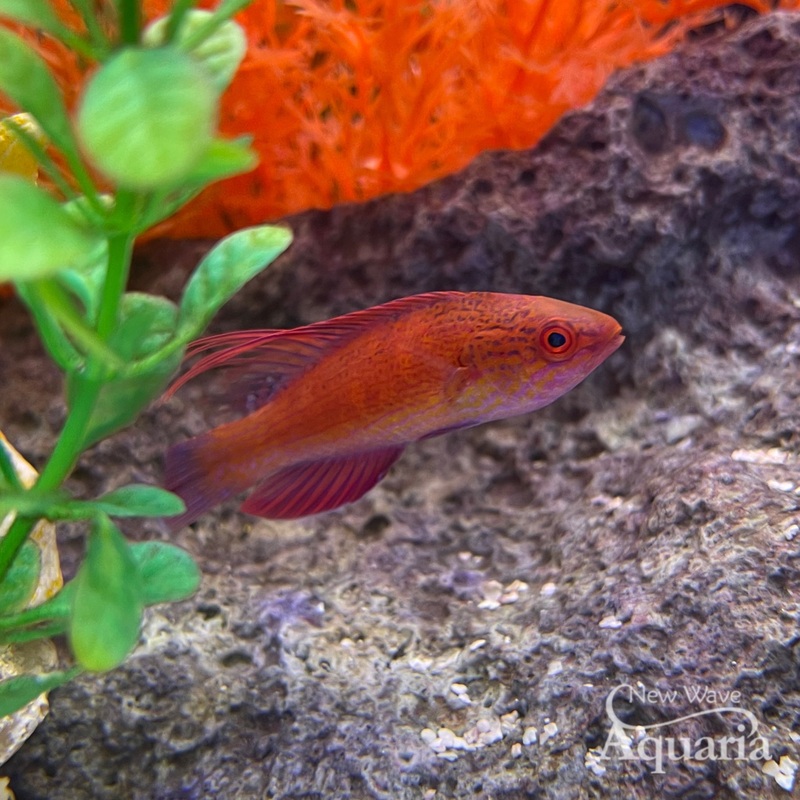Linespot Flasher Wrasse