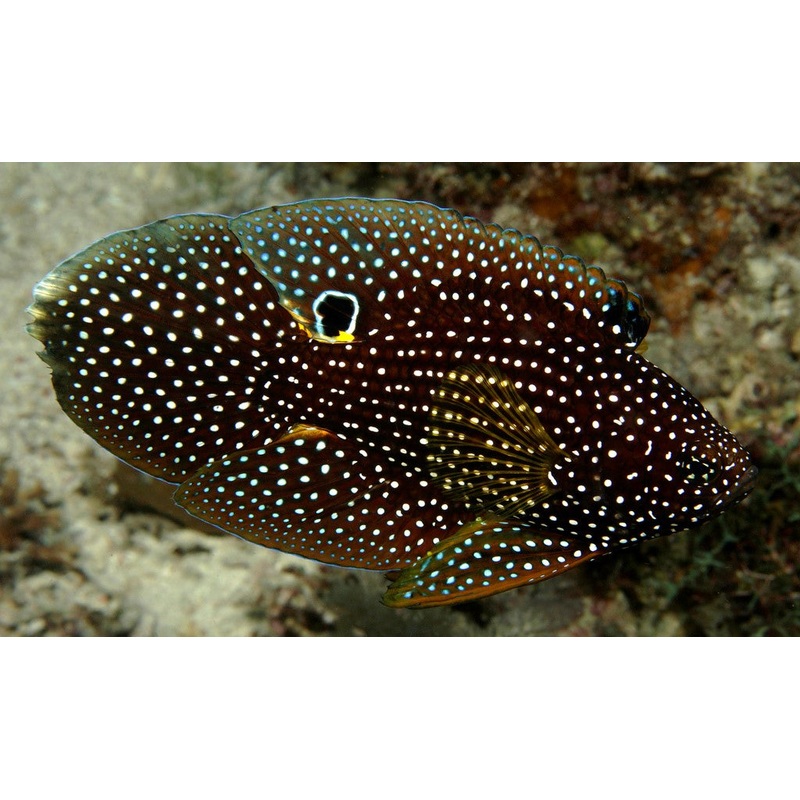 Marine Betta Medium