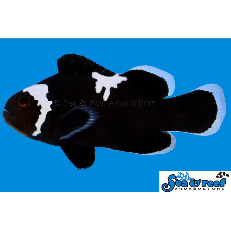 Midnight Lightning Clownfish: Grade B