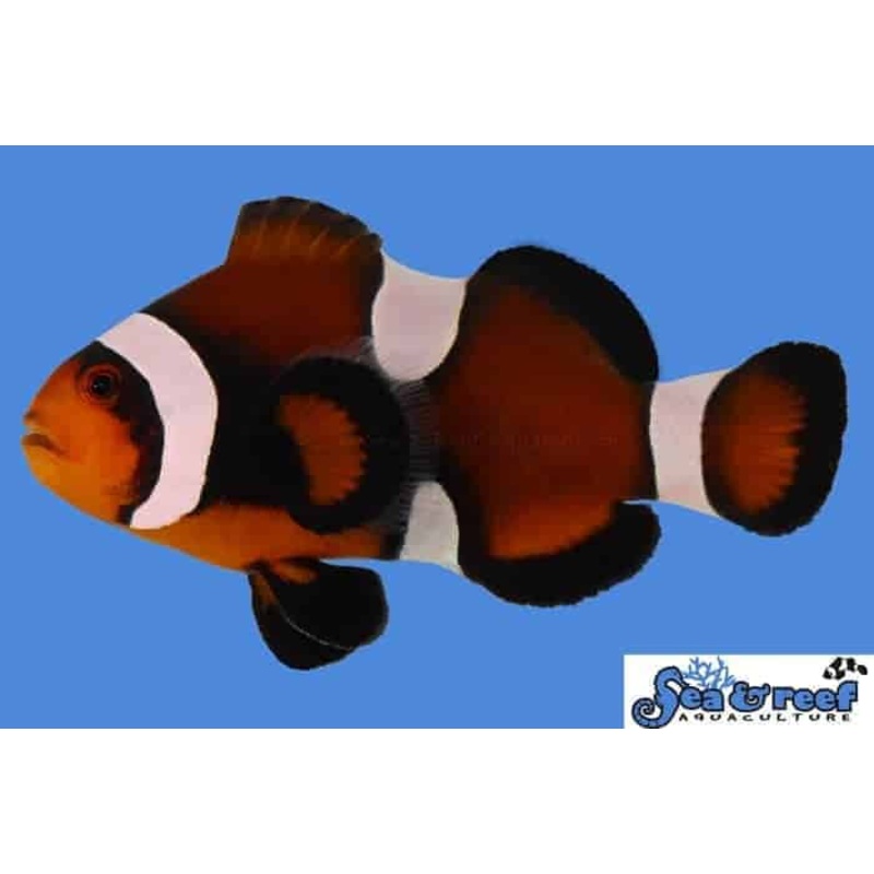 Mocha Ocellaris Clownfish