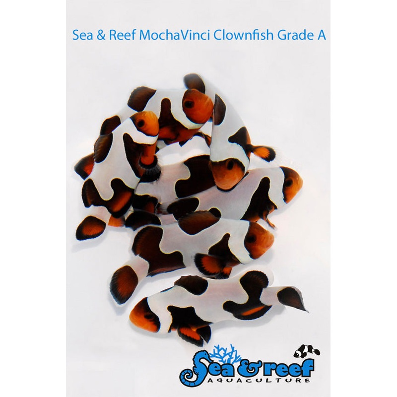 MochaVinci Clownfish A Grade