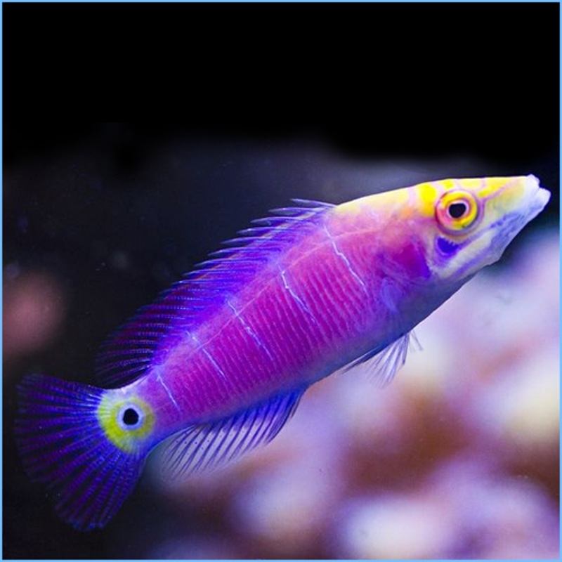 Mystery Wrasse