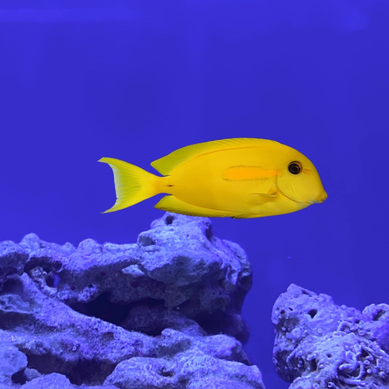 Orange Shoulder Tang