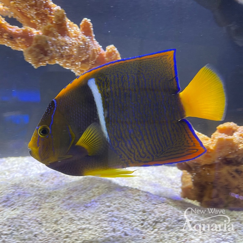 Passer (King) Angelfish