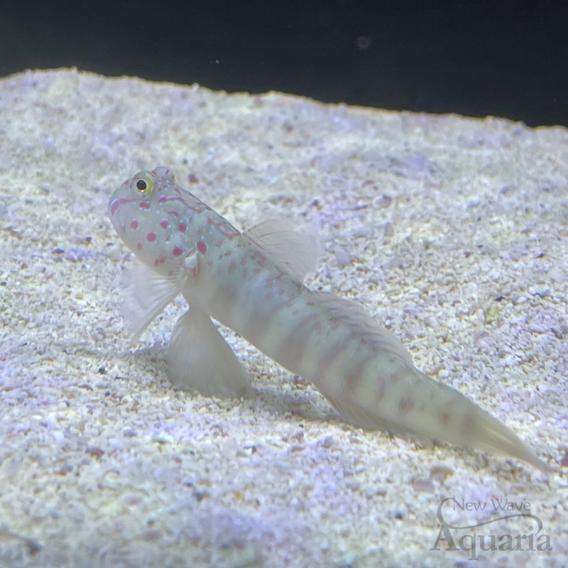 Pink Spotted Goby