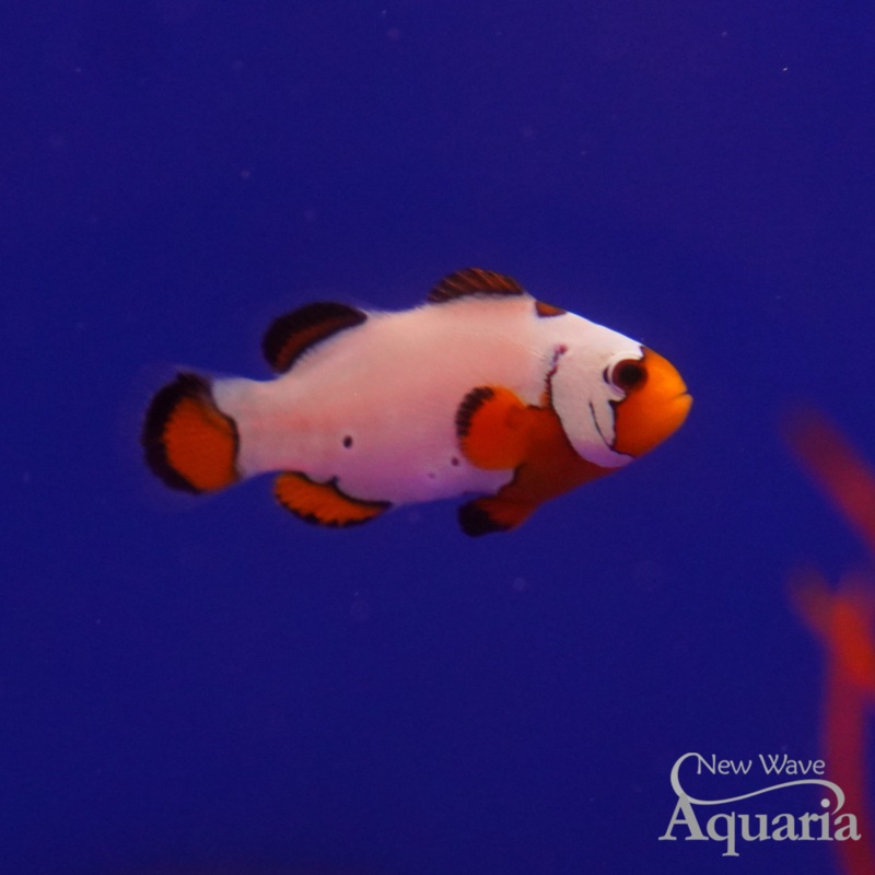 Premium Snowflake Clownfish