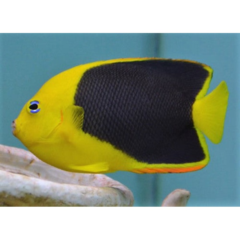 Rock Beauty Angelfish