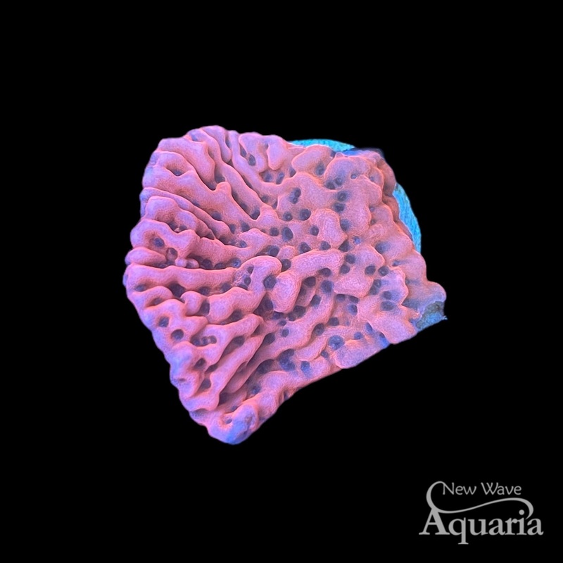 RR Nauti Spiral Montipora