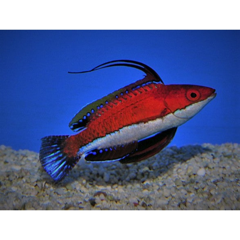 Ruby Longfin Fairy Wrasse