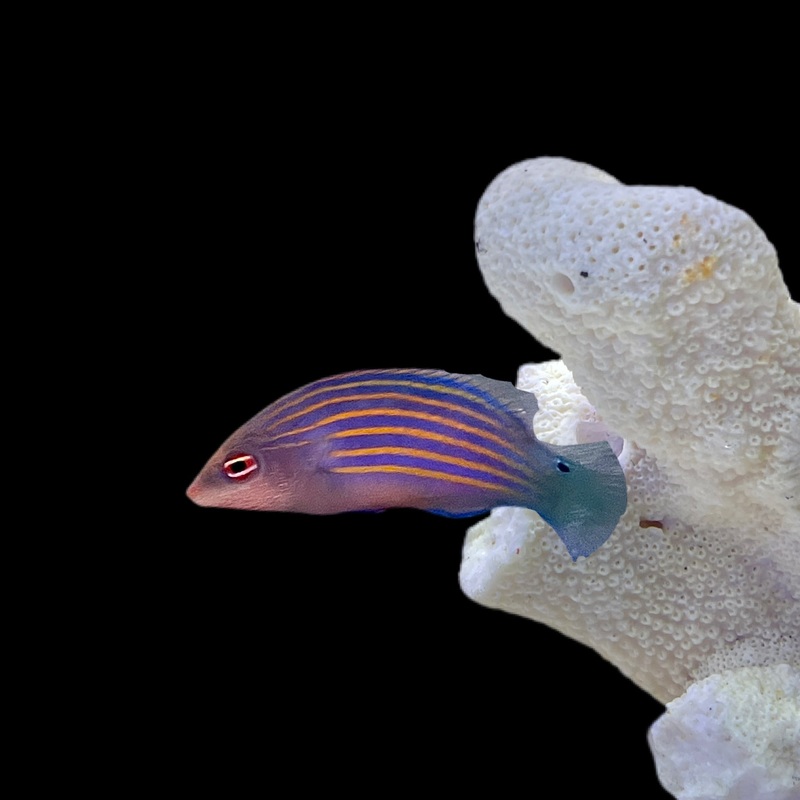 Six Line Wrasse