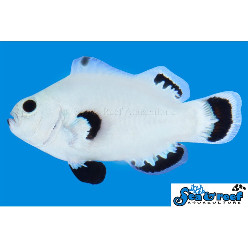 Snow Storm Clownfish
